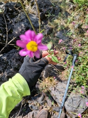 Bidens aequisquama