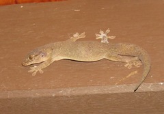 Gehyra australis