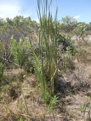 Typha capensis