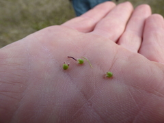 Asterella tenella