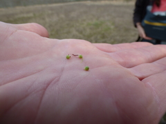 Asterella tenella