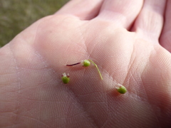 Asterella tenella