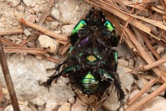 Sericotrupes niger