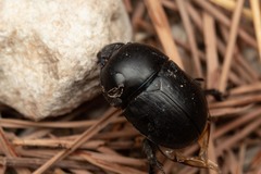 Sericotrupes niger