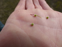 Asterella tenella