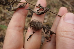 Centaurea phrygia pseudophrygia
