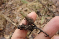 Centaurea phrygia pseudophrygia