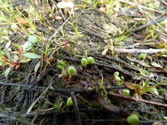 Asterella tenella