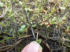 Asterella tenella