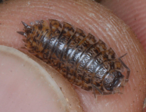 Trachelipus rathkii