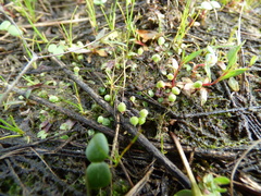 Asterella tenella