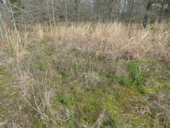 Asterella tenella