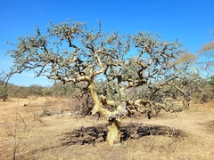 Commiphora campestris