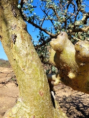 Commiphora campestris