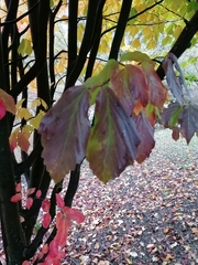 Parrotia