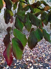 Parrotia