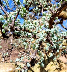 Commiphora campestris