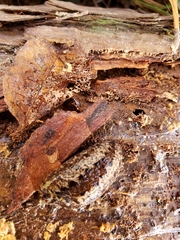 Philomycus carolinianus