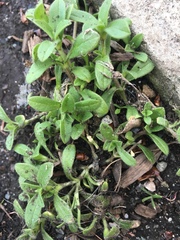Cerastium