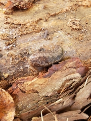 Philomycus carolinianus