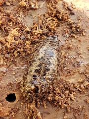 Philomycus carolinianus