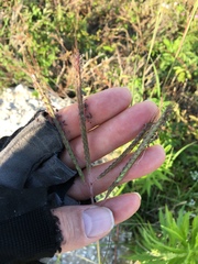 Dichanthium aristatum