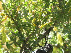 Julodis