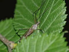 Tipula pabulina