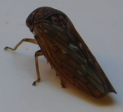 Idiocerus lituratus