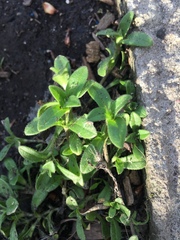 Cerastium