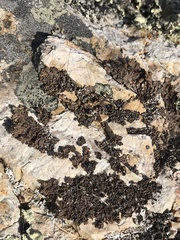 Punctelia stictica