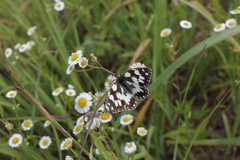 Melanargia galathea