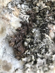 Punctelia stictica
