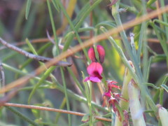Indigofera venusta