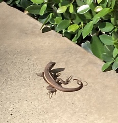 Leiocephalus psammodromus