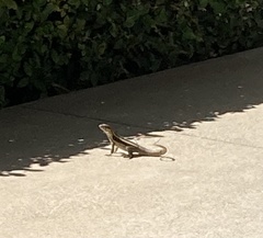 Leiocephalus psammodromus