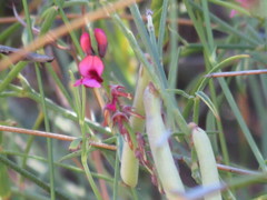 Indigofera venusta