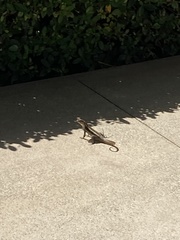 Leiocephalus psammodromus