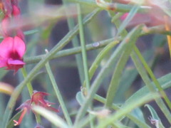 Indigofera venusta