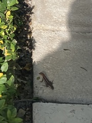 Leiocephalus psammodromus