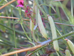 Indigofera venusta