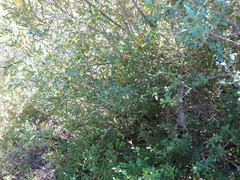 Indigofera venusta