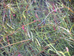 Indigofera venusta