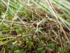Asterella tenella