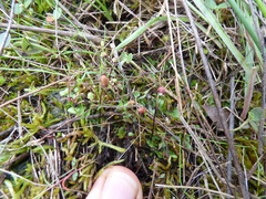 Asterella tenella