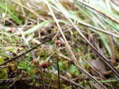 Asterella tenella
