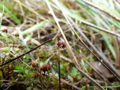 Asterella tenella