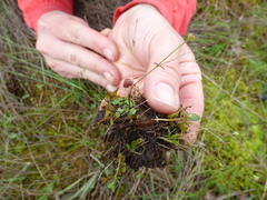 Asterella tenella