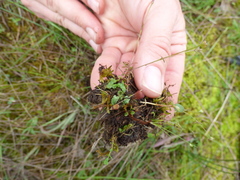 Asterella tenella