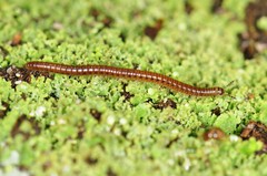 Blaniulidae